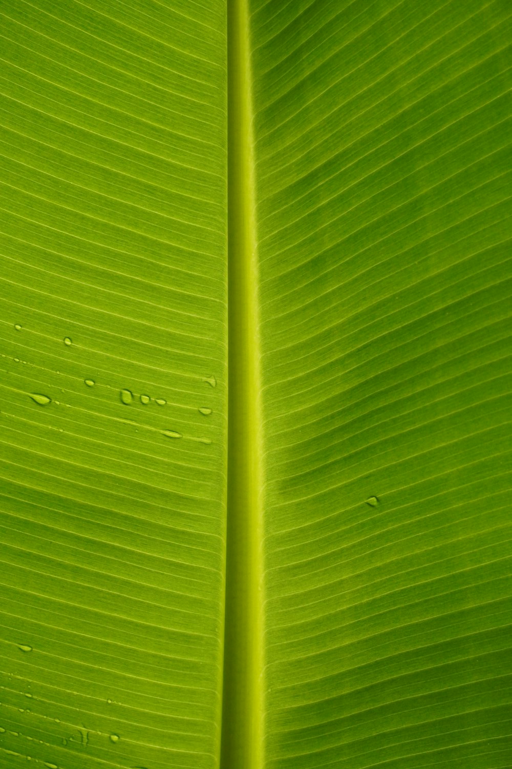 a close up of a green leaf with drops of water on it