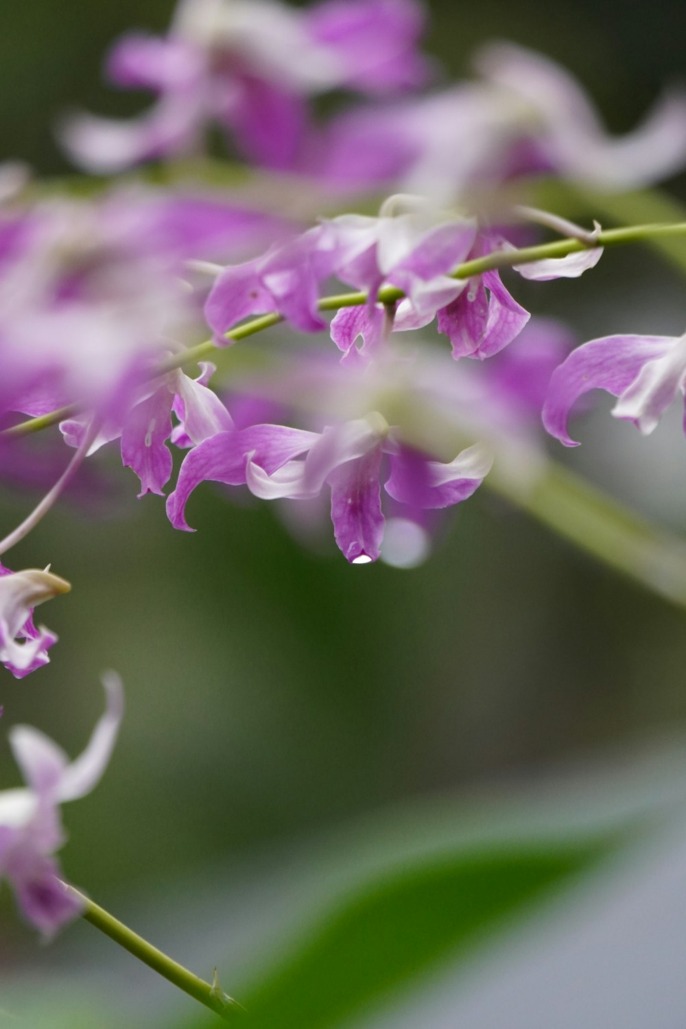 a close up of a bunch of purple flowers