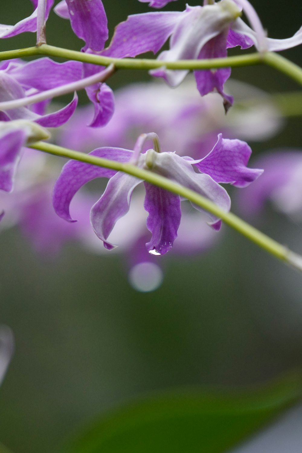 a close up of a purple flower on a branch