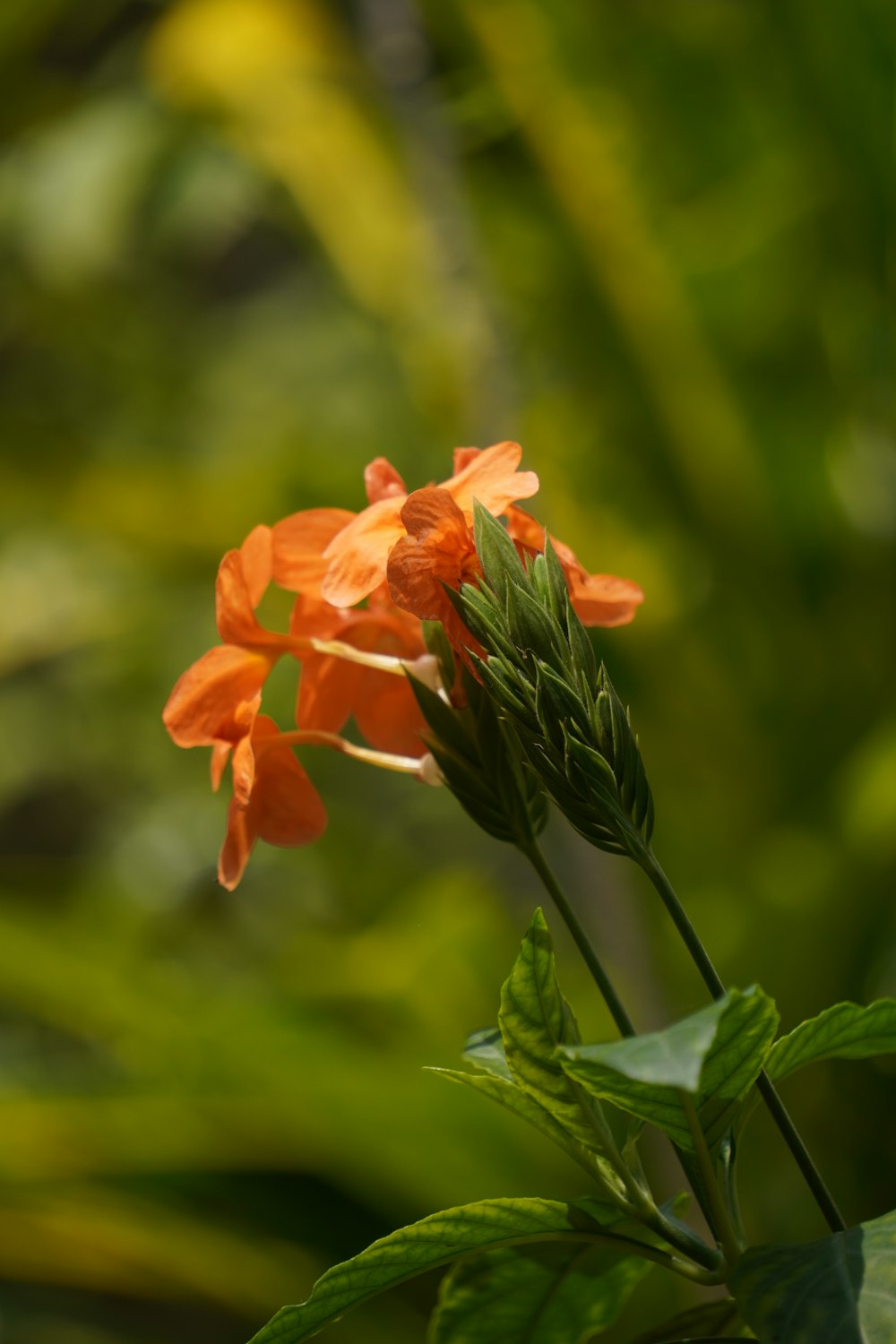 an orange flower with green leaves in the background