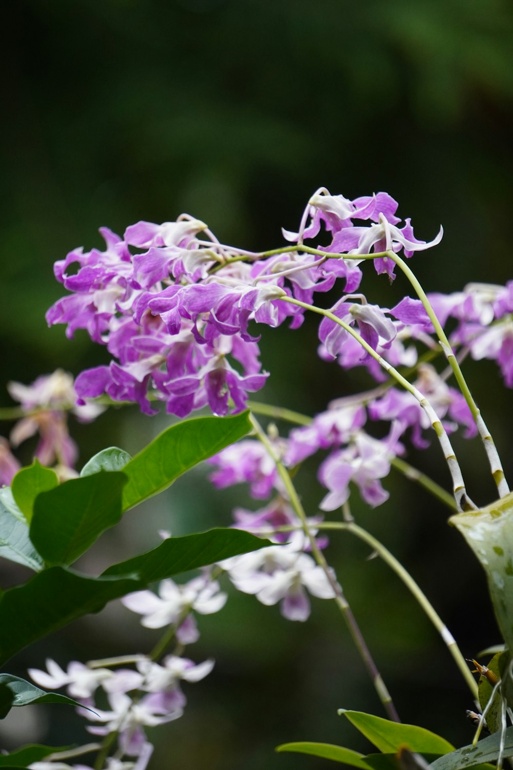 a bunch of purple and white flowers on a tree