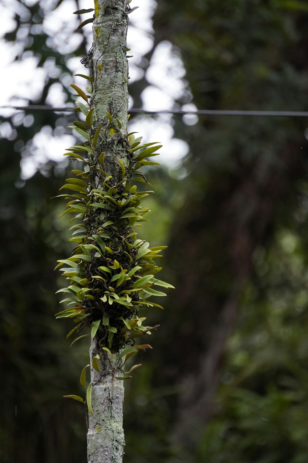 a plant growing on a tree in a forest