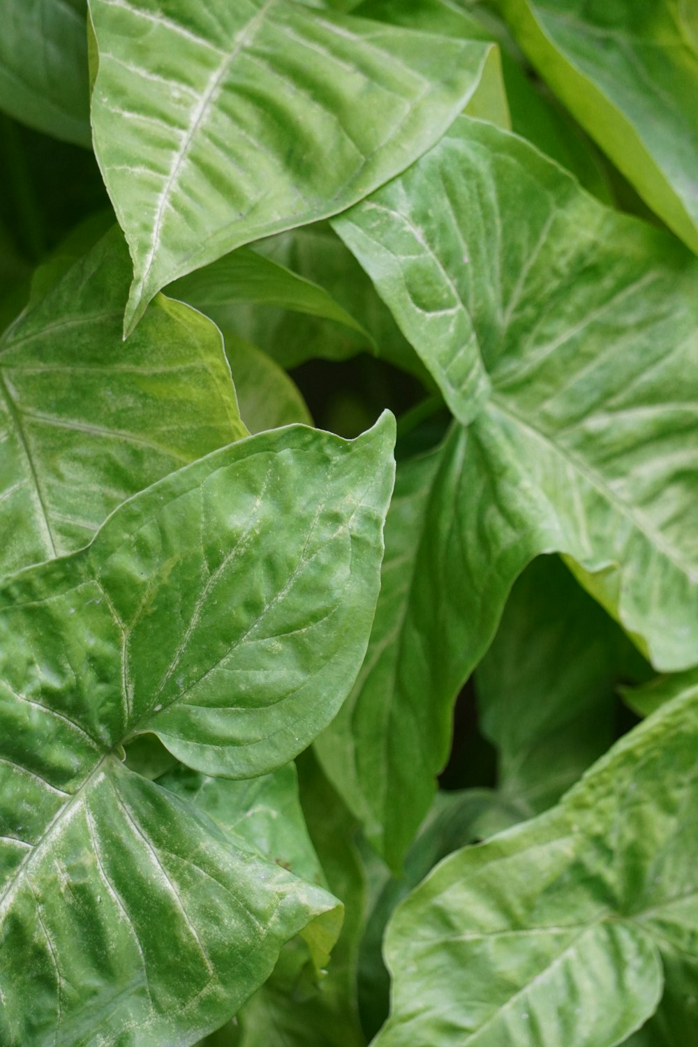a close up of a green leafy plant