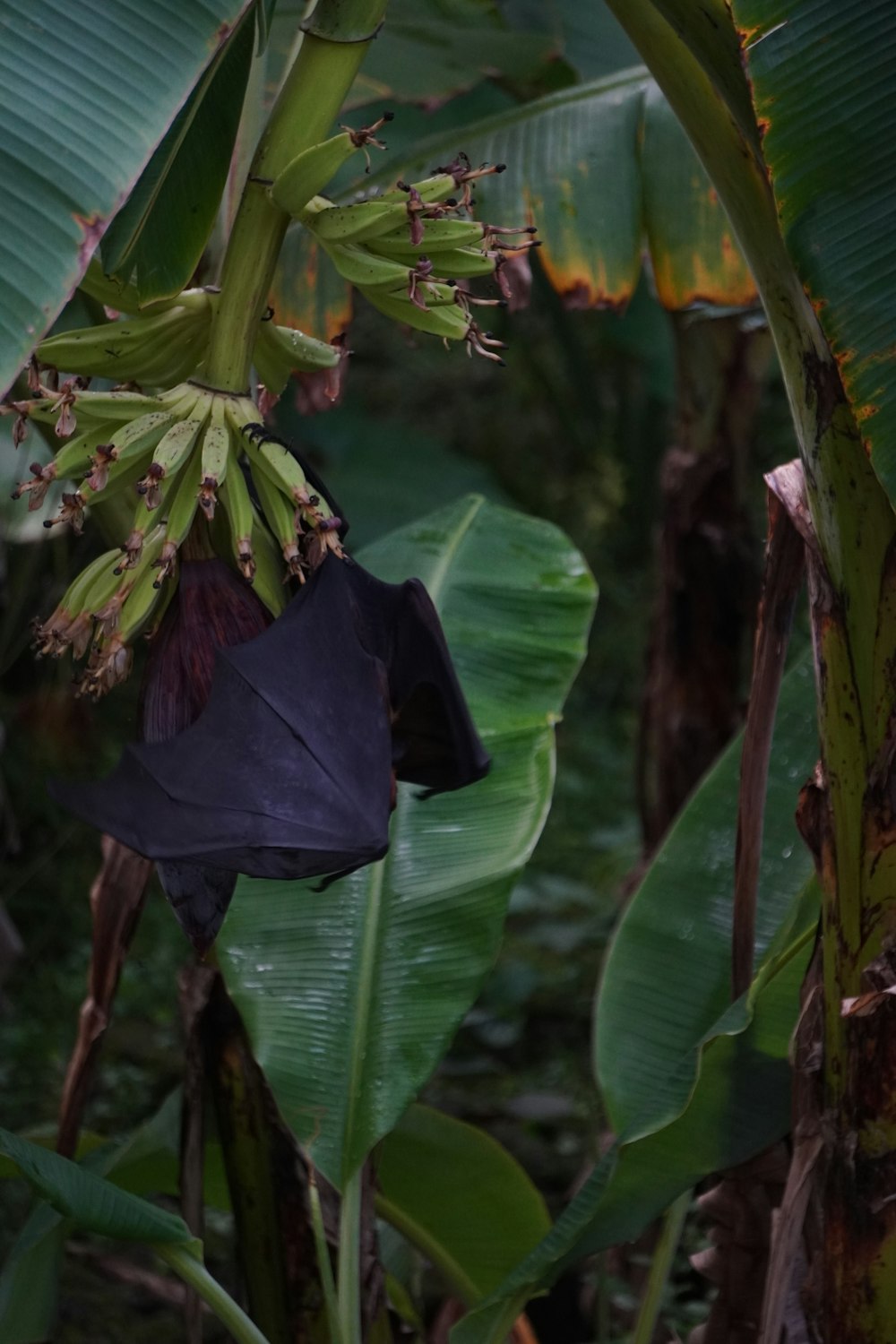 ein Bündel Bananen, die an einem Baum hängen