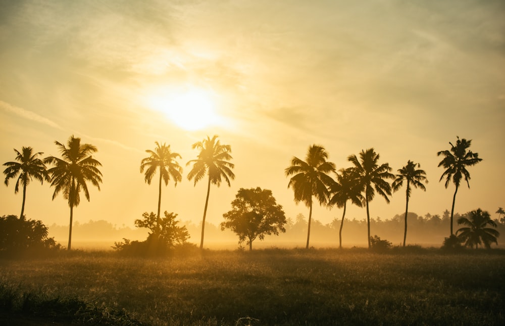 a field with palm trees and the sun in the background