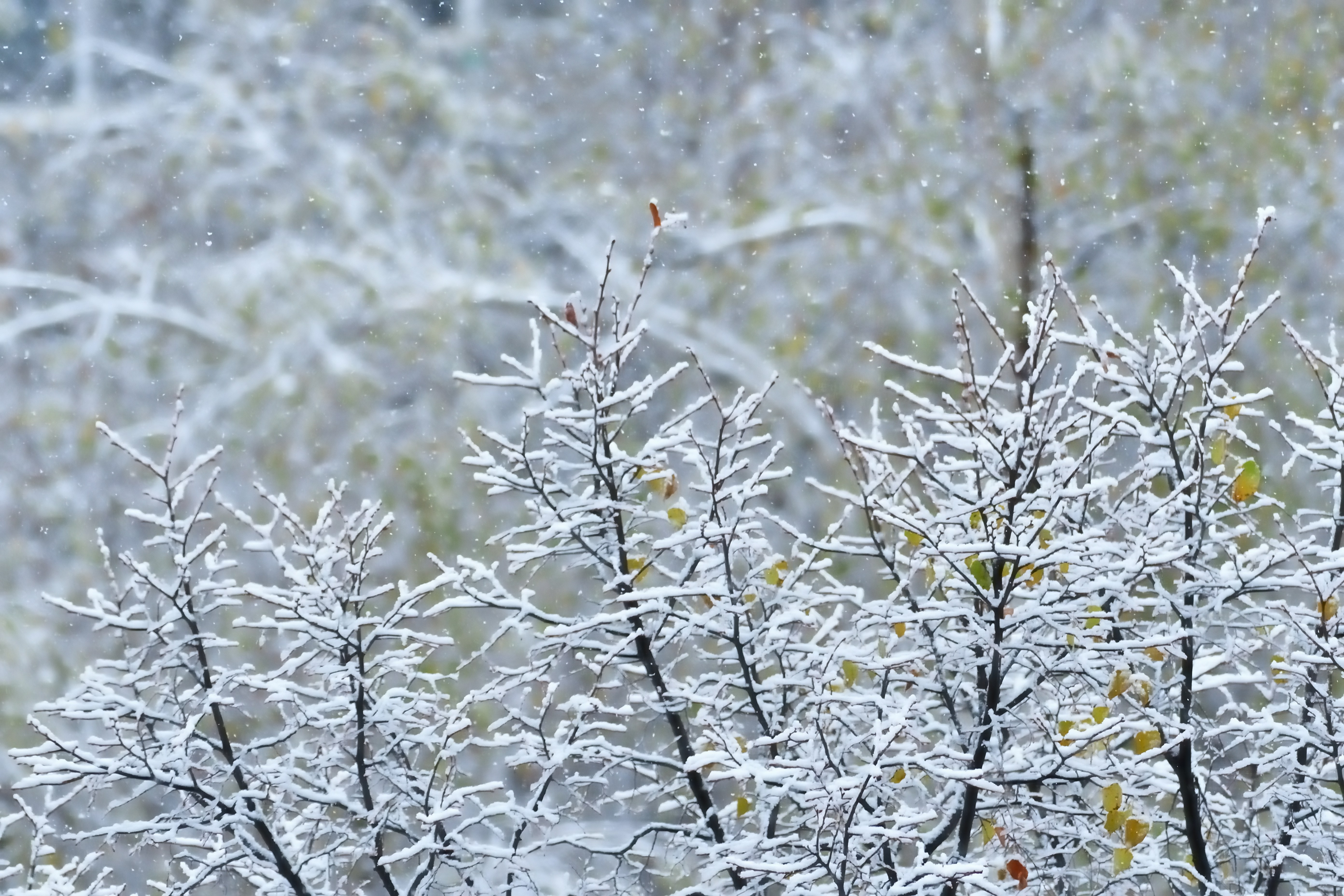 a tree covered in snow next to a forest
