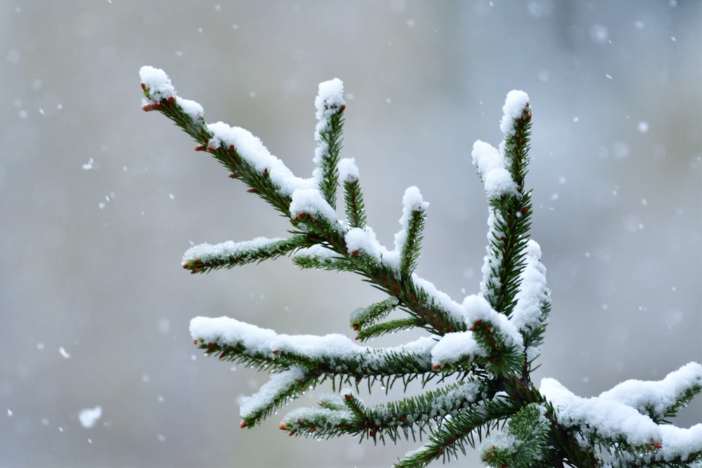 a branch of a pine covered in snow