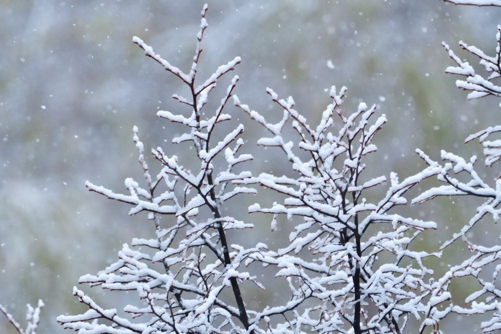 a snow covered tree branch in front of a blurry background