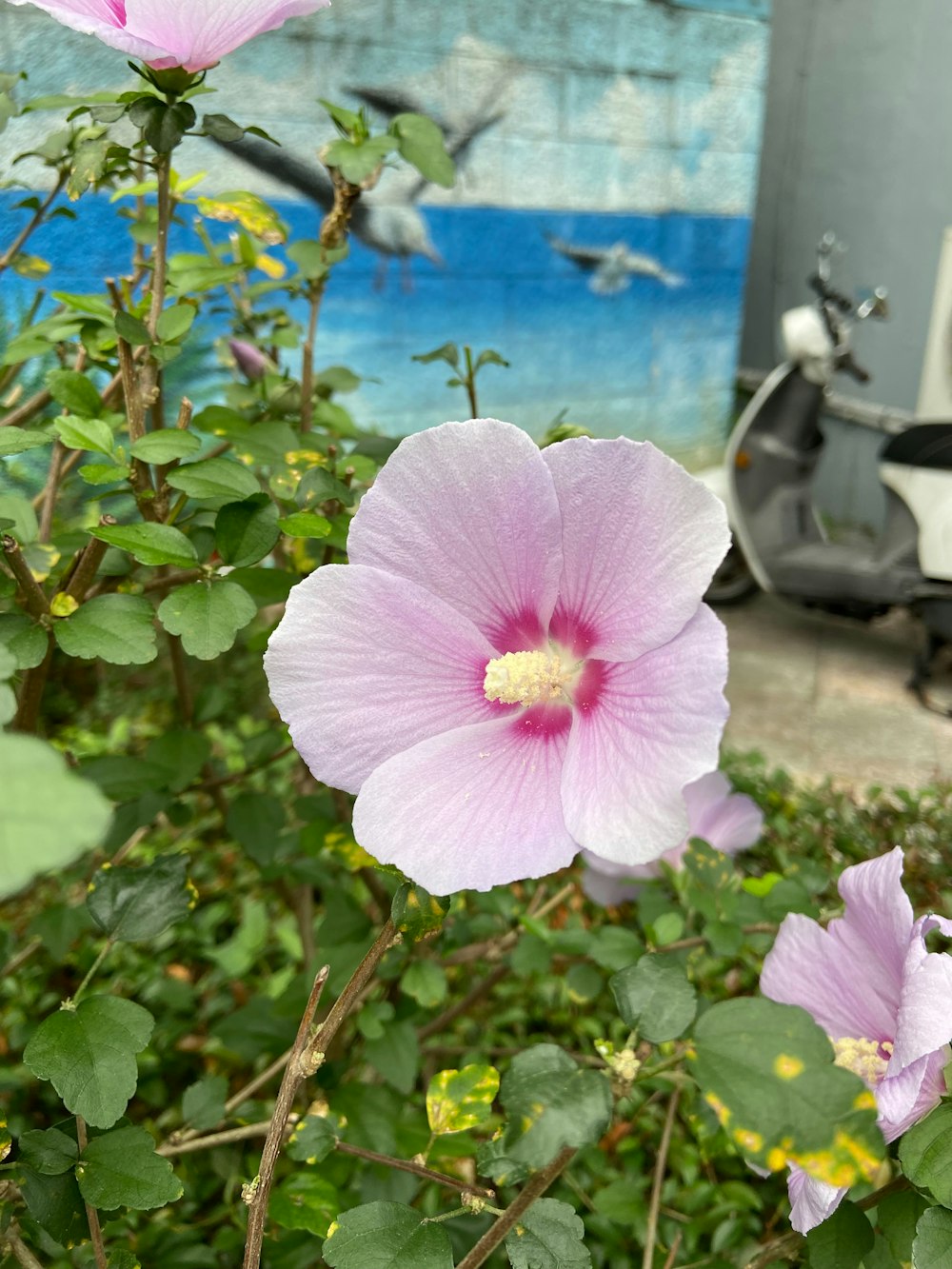a pink flower in a garden next to a building
