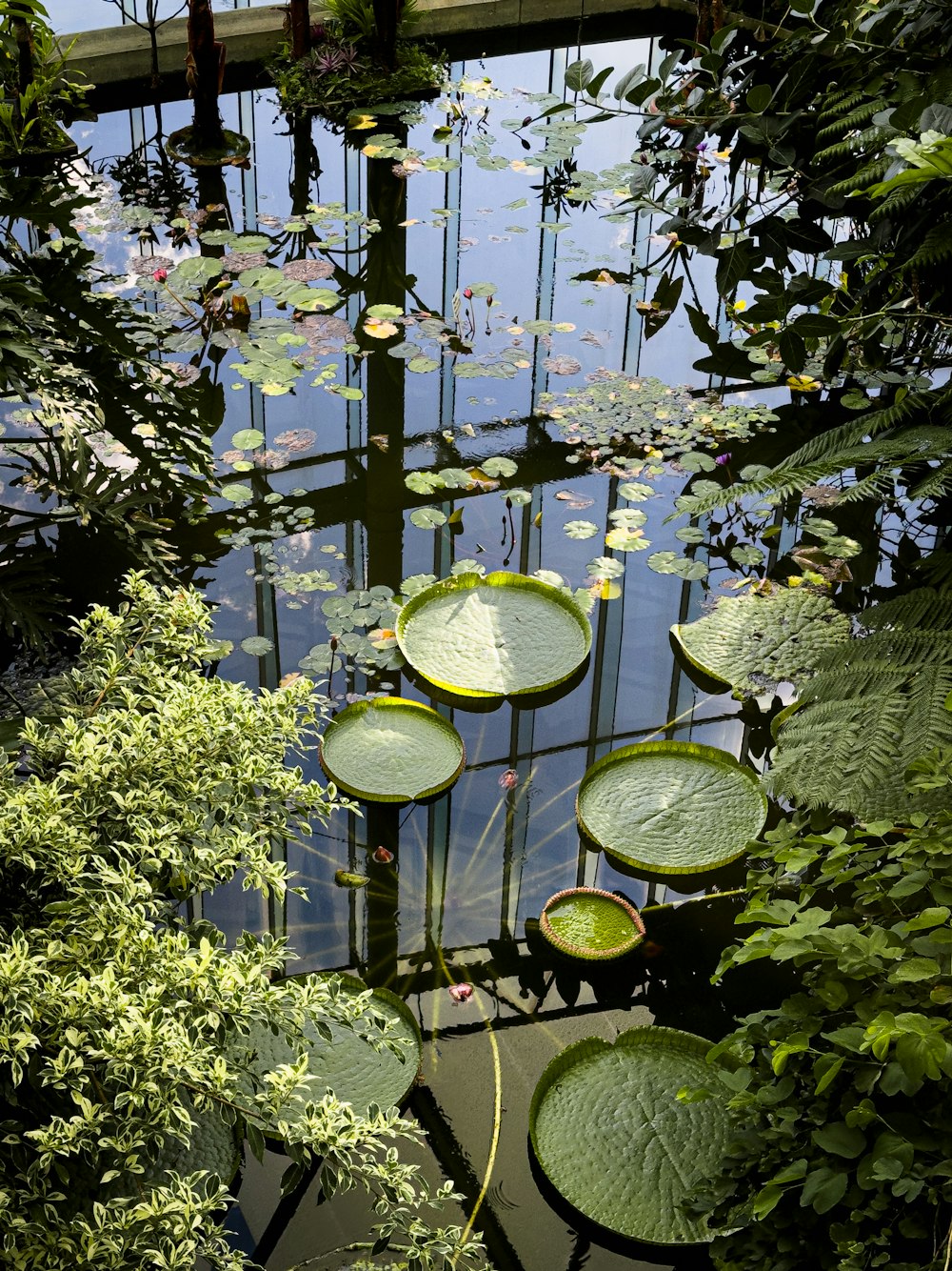 a pond filled with lots of water lilies