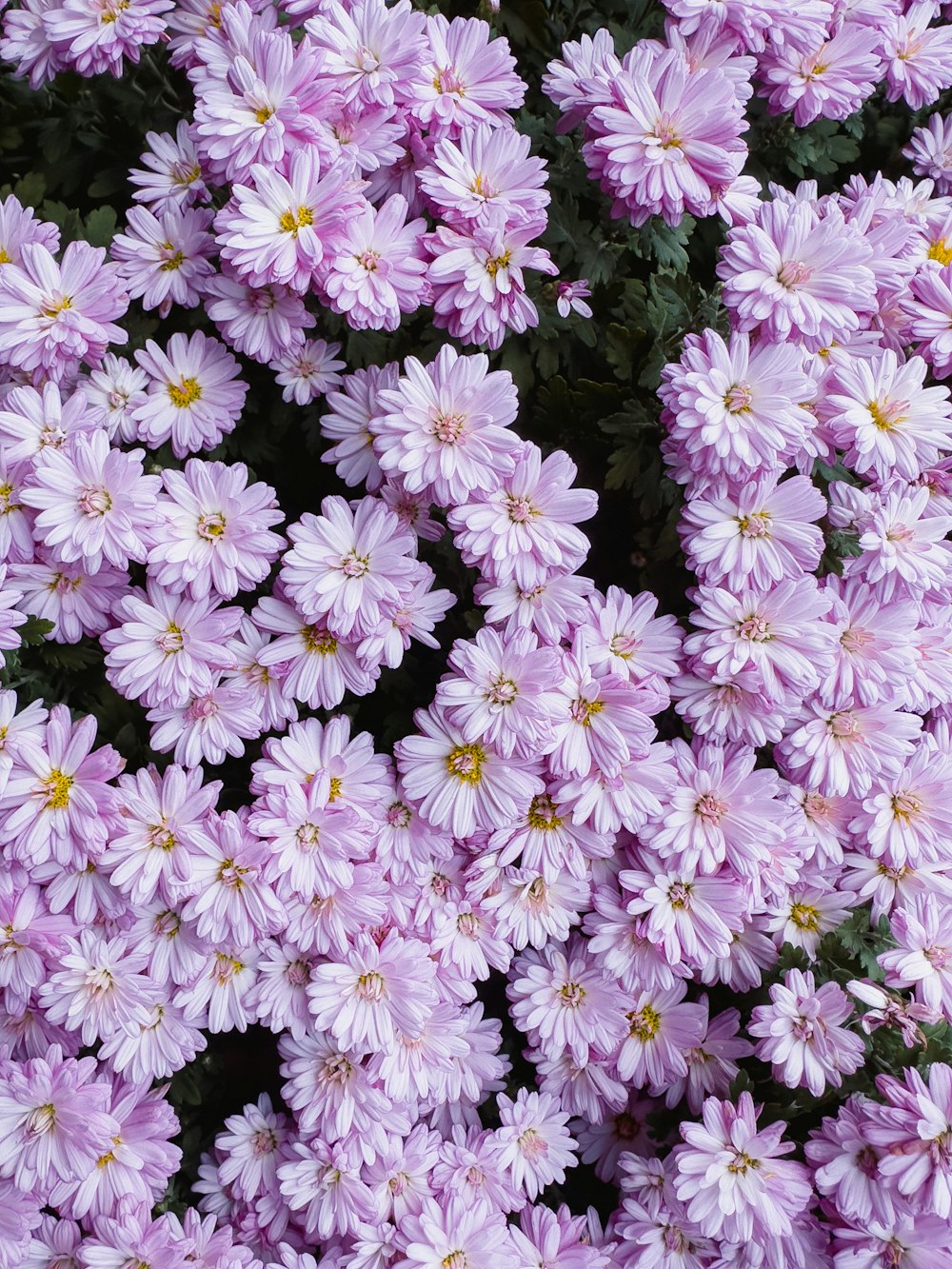 a bunch of purple flowers that are blooming