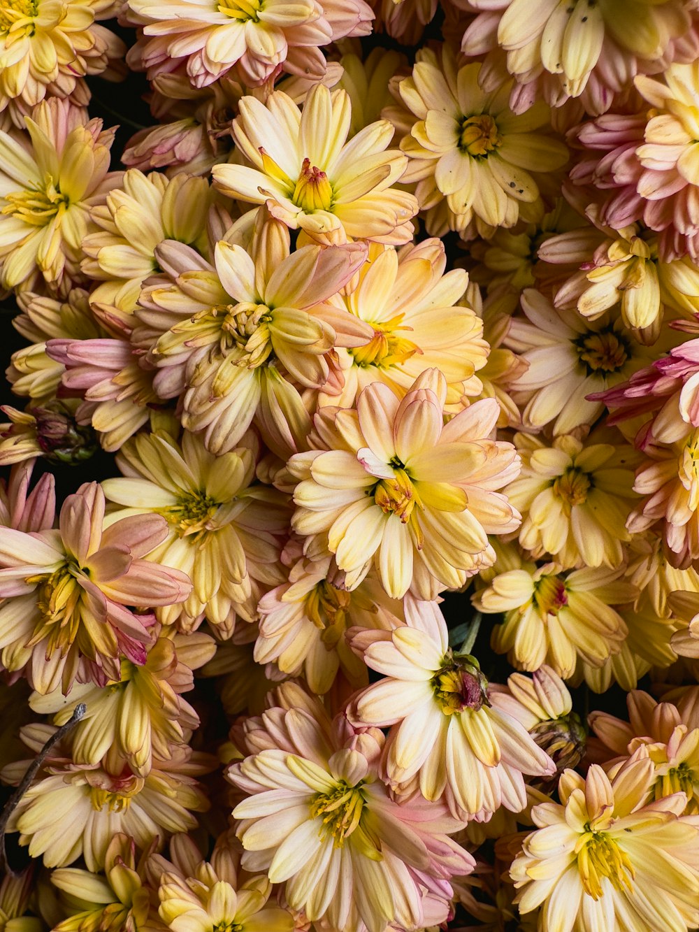a bunch of flowers that are yellow and pink