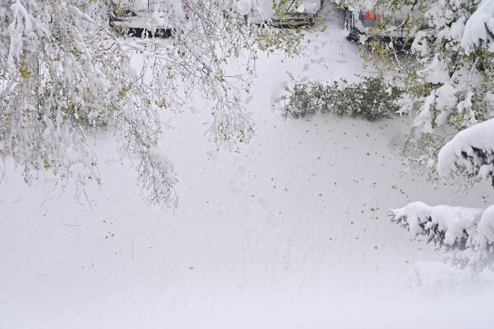 a snow covered area with trees and cars in the background