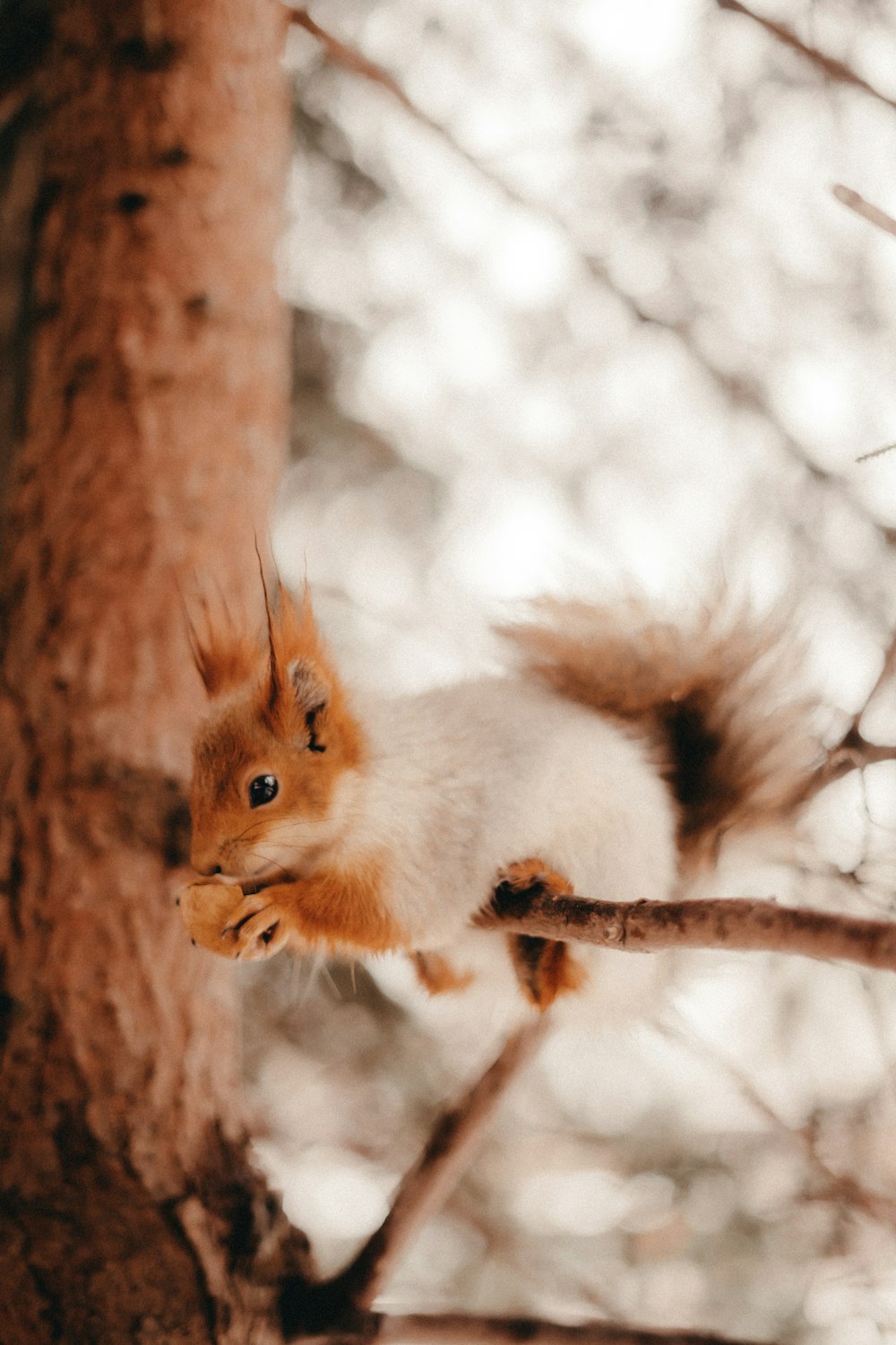 a squirrel is sitting on a tree branch