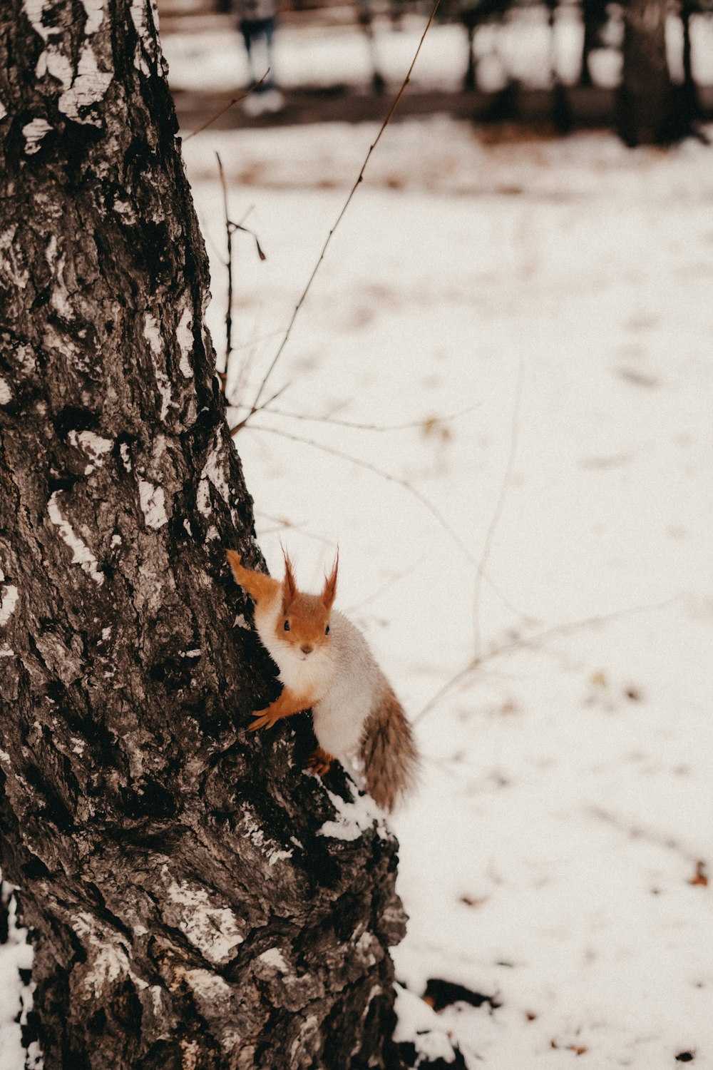 un écureuil assis sur le côté d’un arbre dans la neige