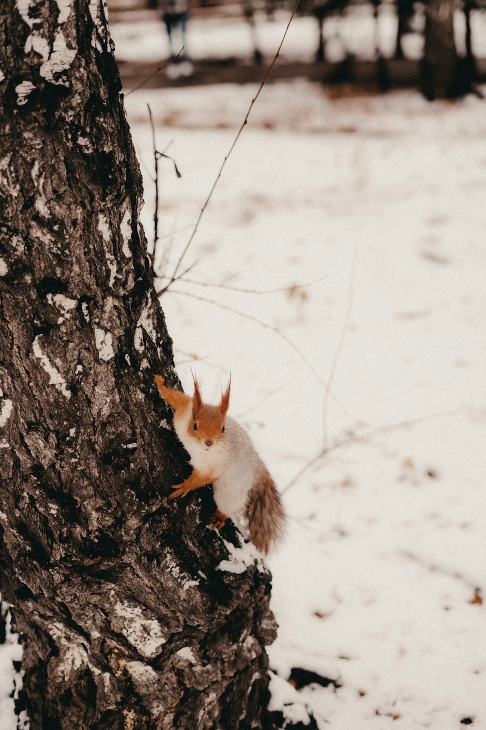 a squirrel sitting on the side of a tree in the snow