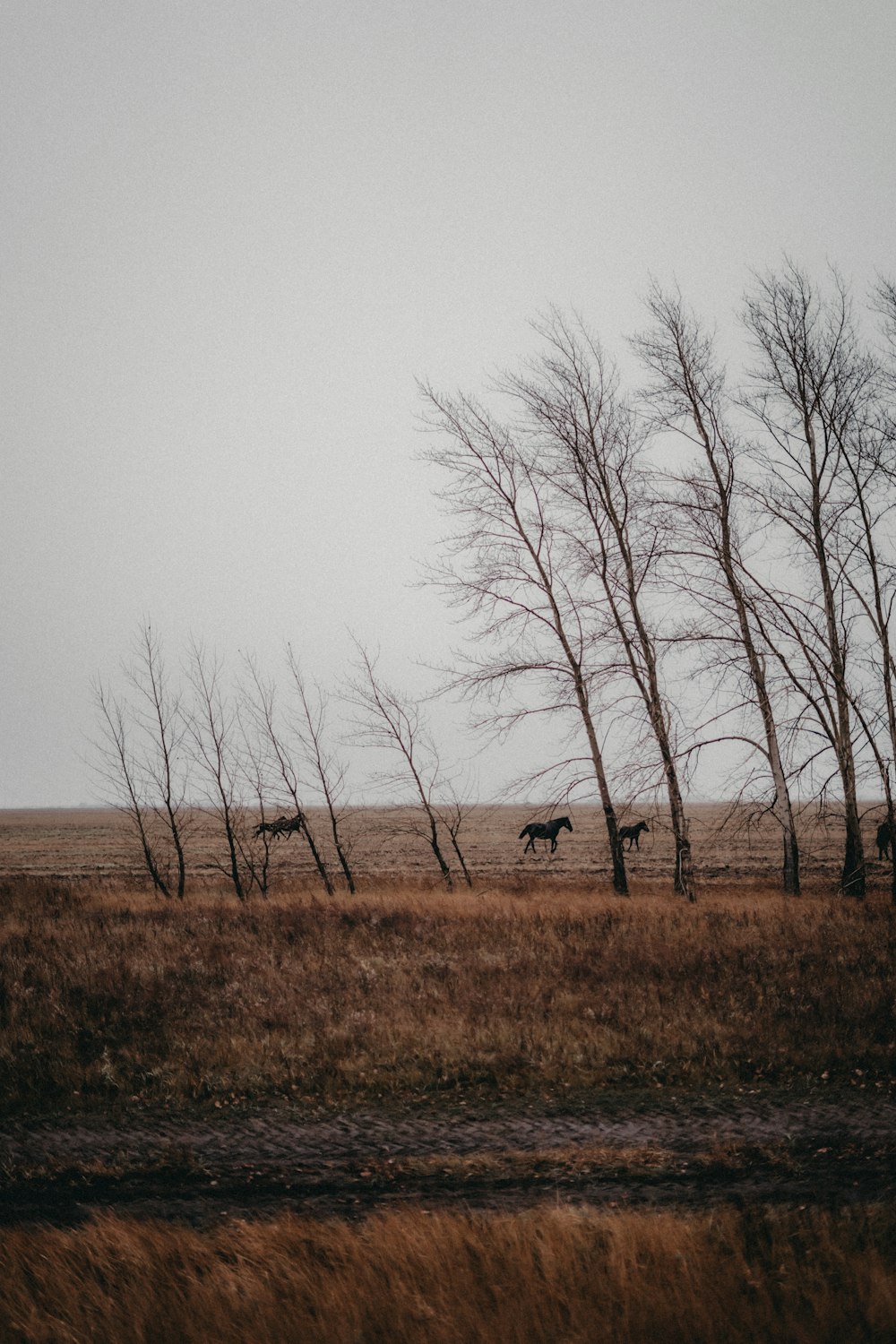 um grupo de cavalos caminhando por um campo de grama seca