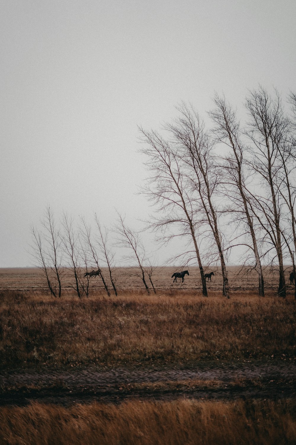 a group of horses walking across a dry grass field