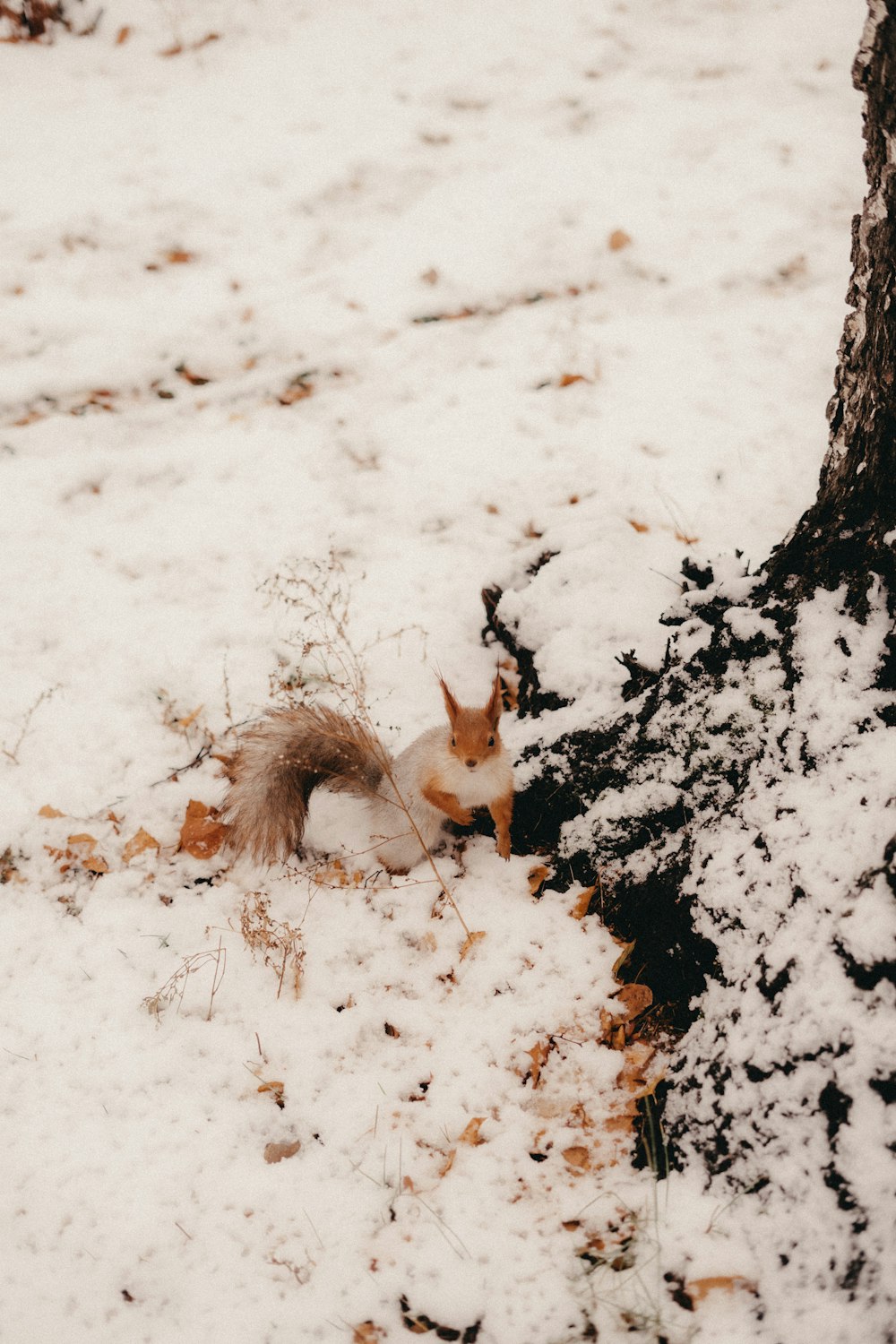 a squirrel laying in the snow next to a tree