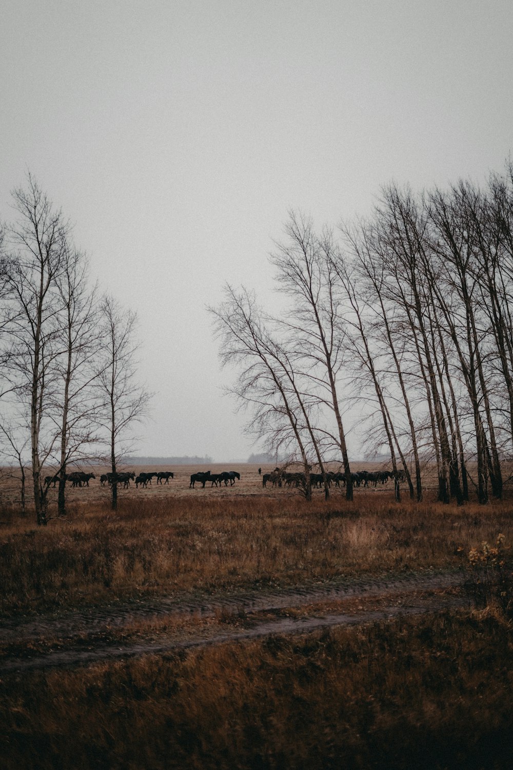 una mandria di cavalli che cammina su un campo di erba secca
