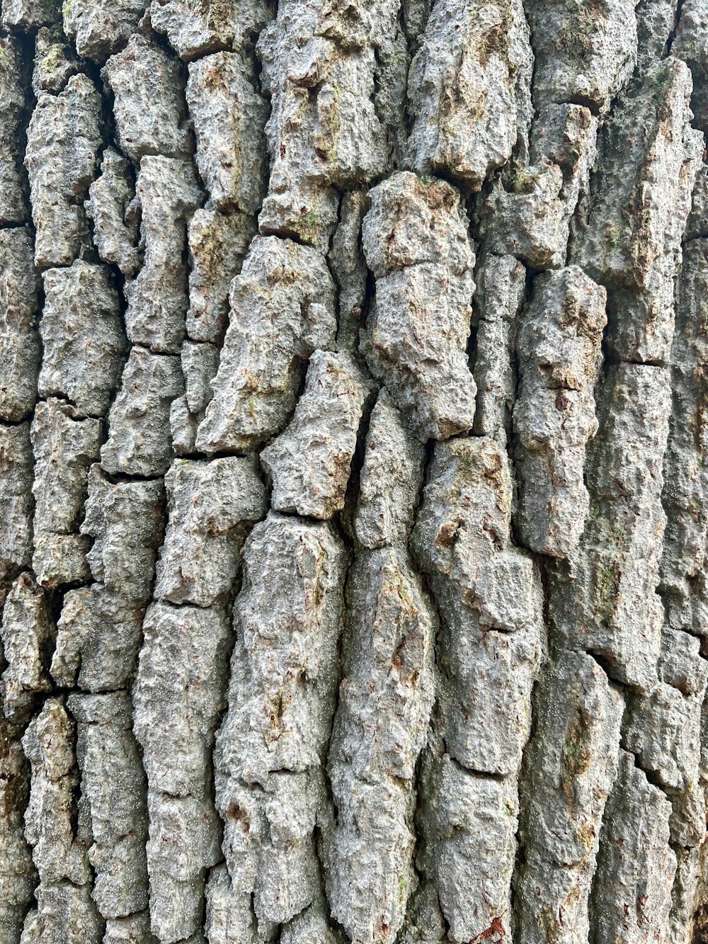 a close up of the bark of a tree