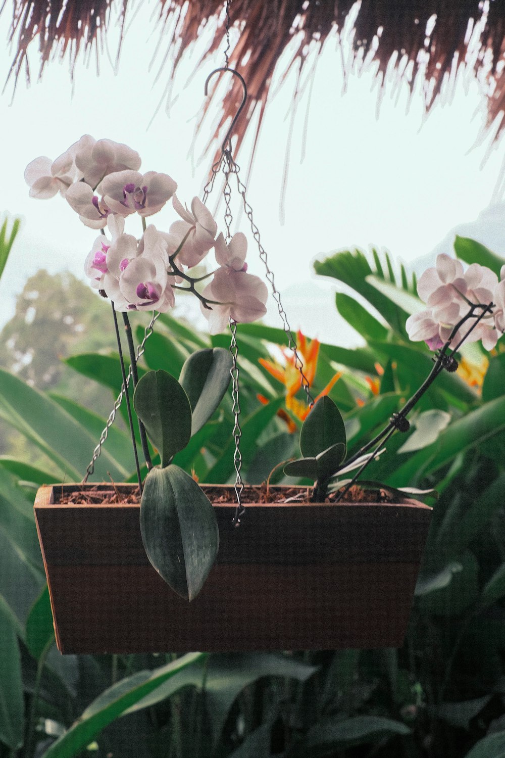 a potted plant with white flowers hanging from a chain