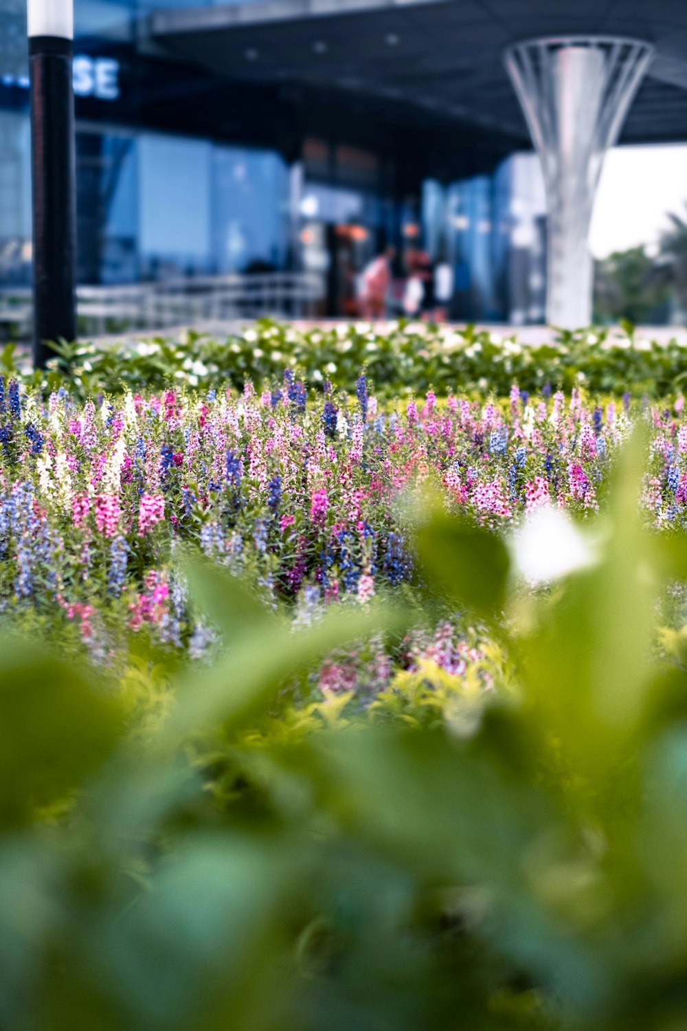 a field of flowers in front of a building