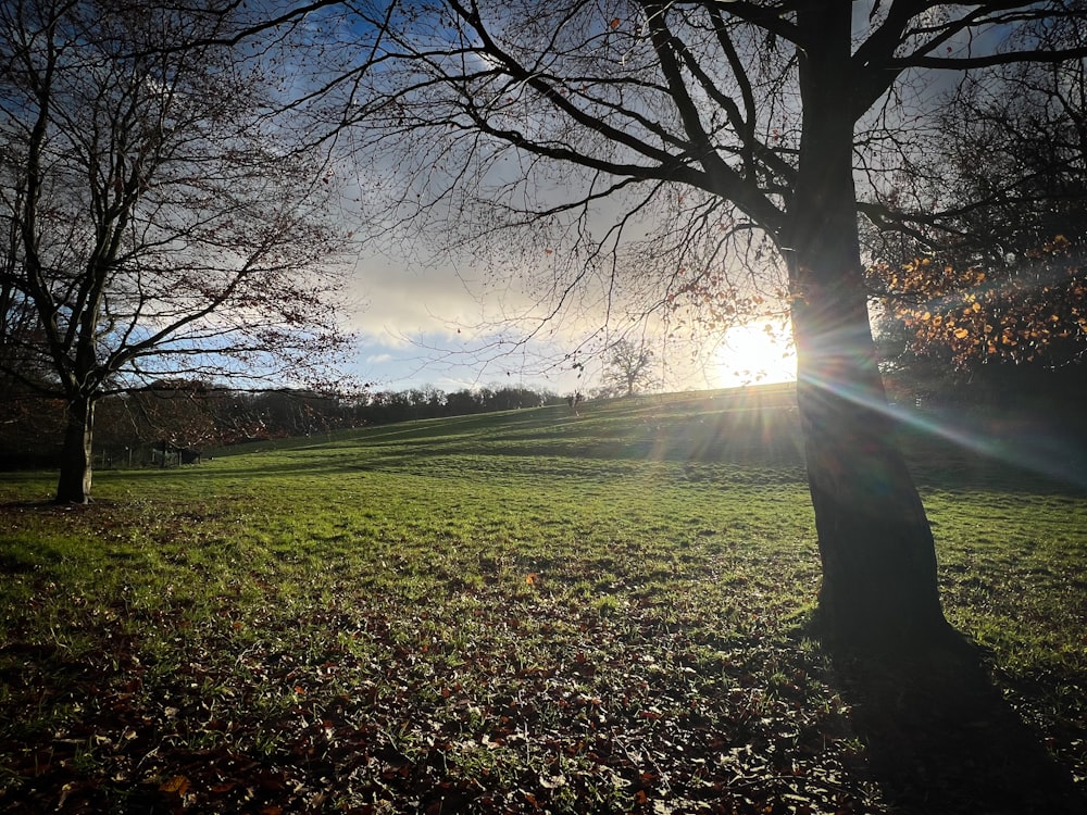 the sun shines brightly through the trees in the park