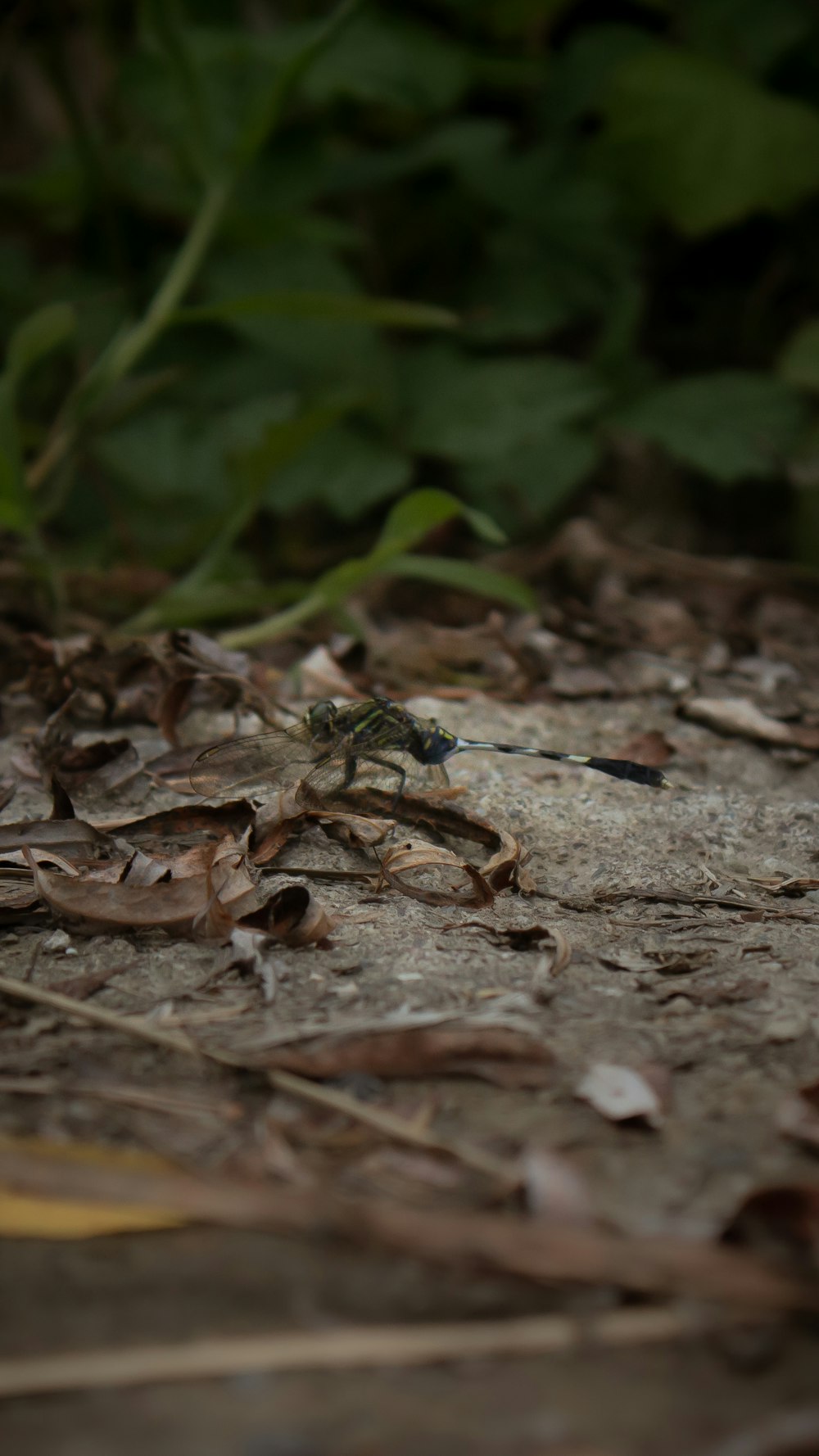 a bug crawling on the ground in the woods