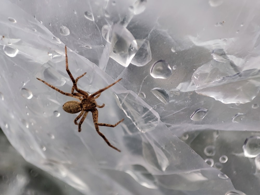 a spider sitting on top of a plastic bag