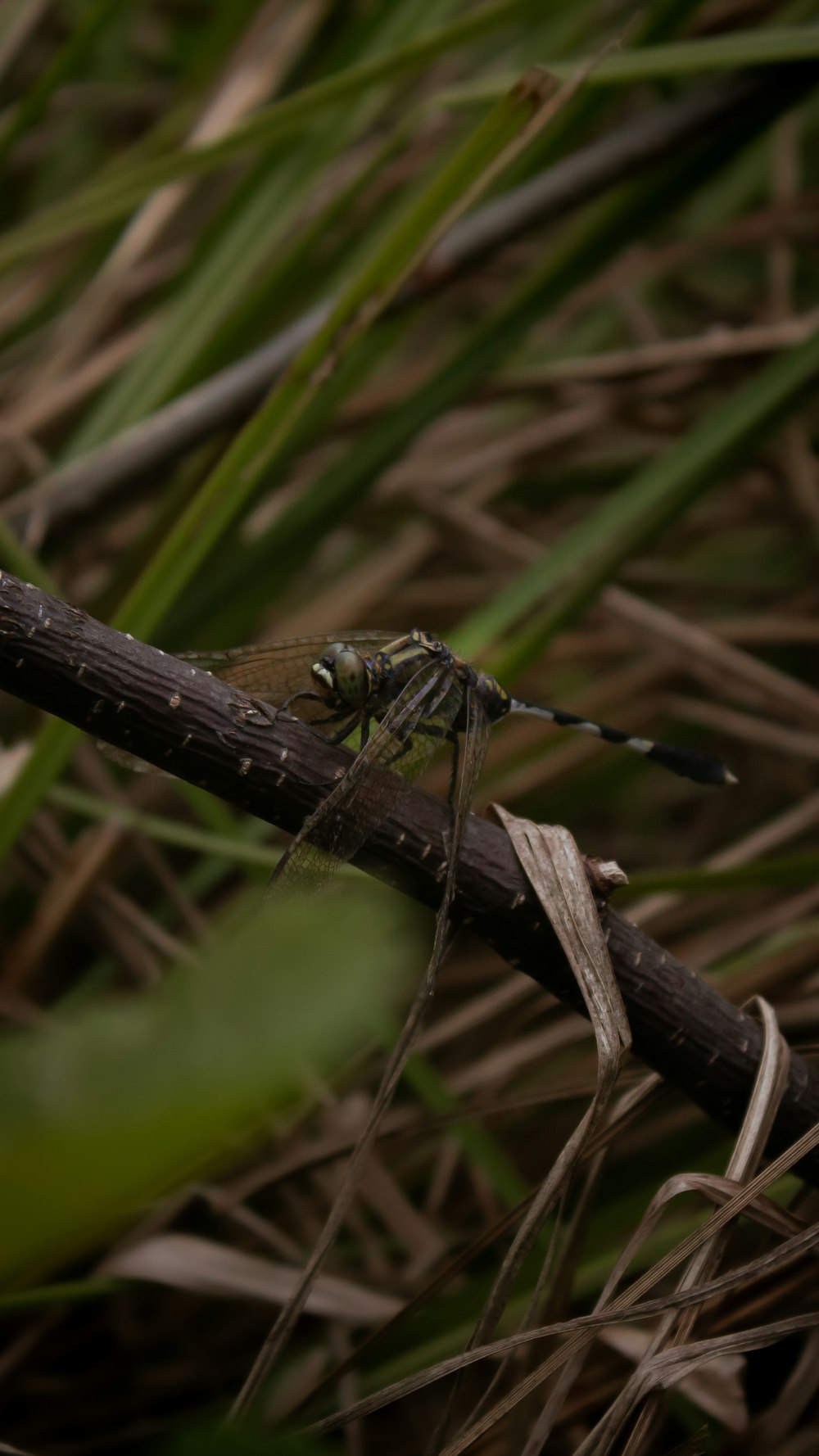 a dragonfly resting on a stick in the grass