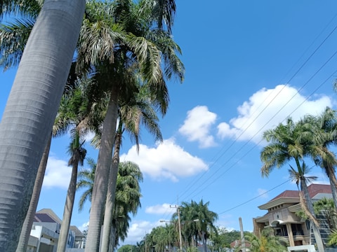 Tall palm trees line a suburban street with a clear blue sky and scattered white clouds above. Residential houses with red and brown roofs are visible in the background, along with utility poles and wires running down the street.
