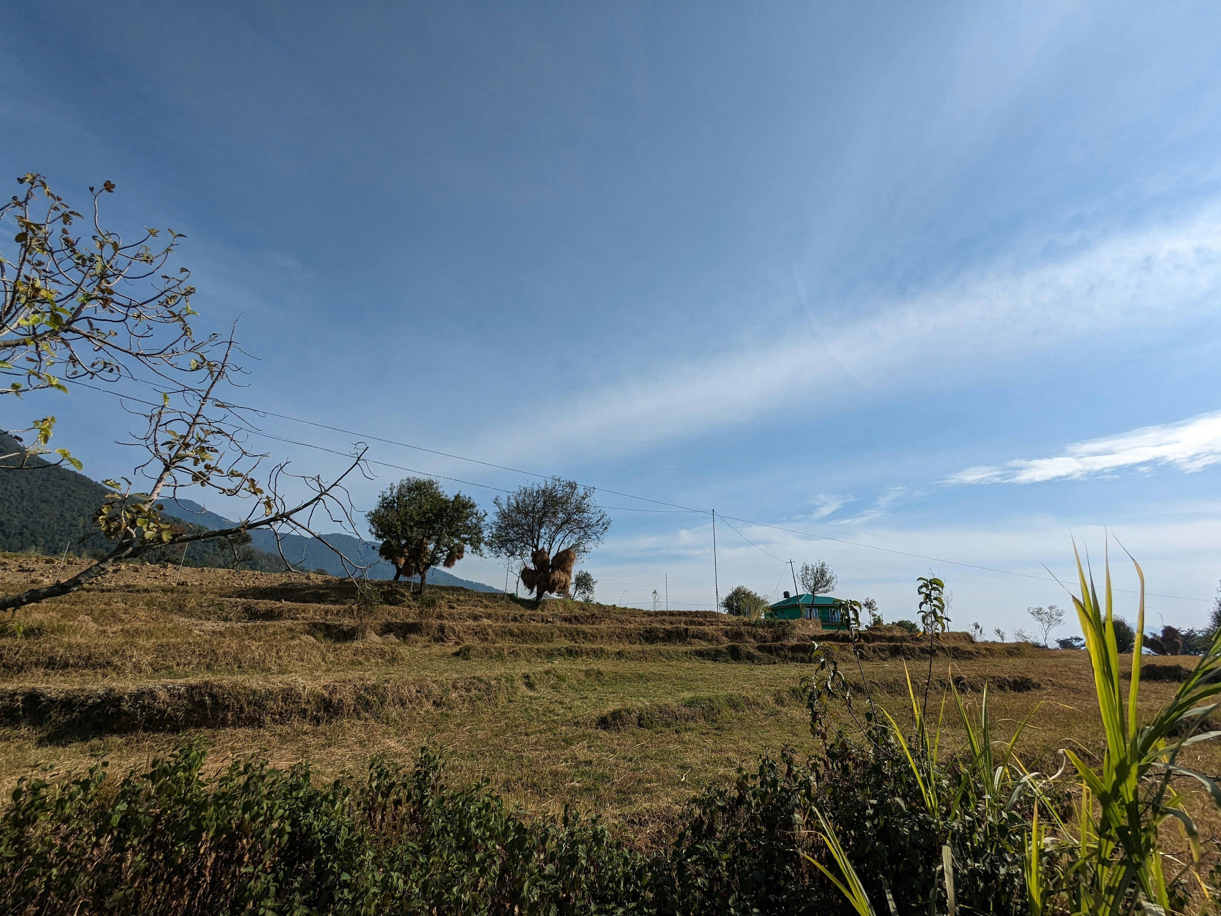Grassy field with blue sky