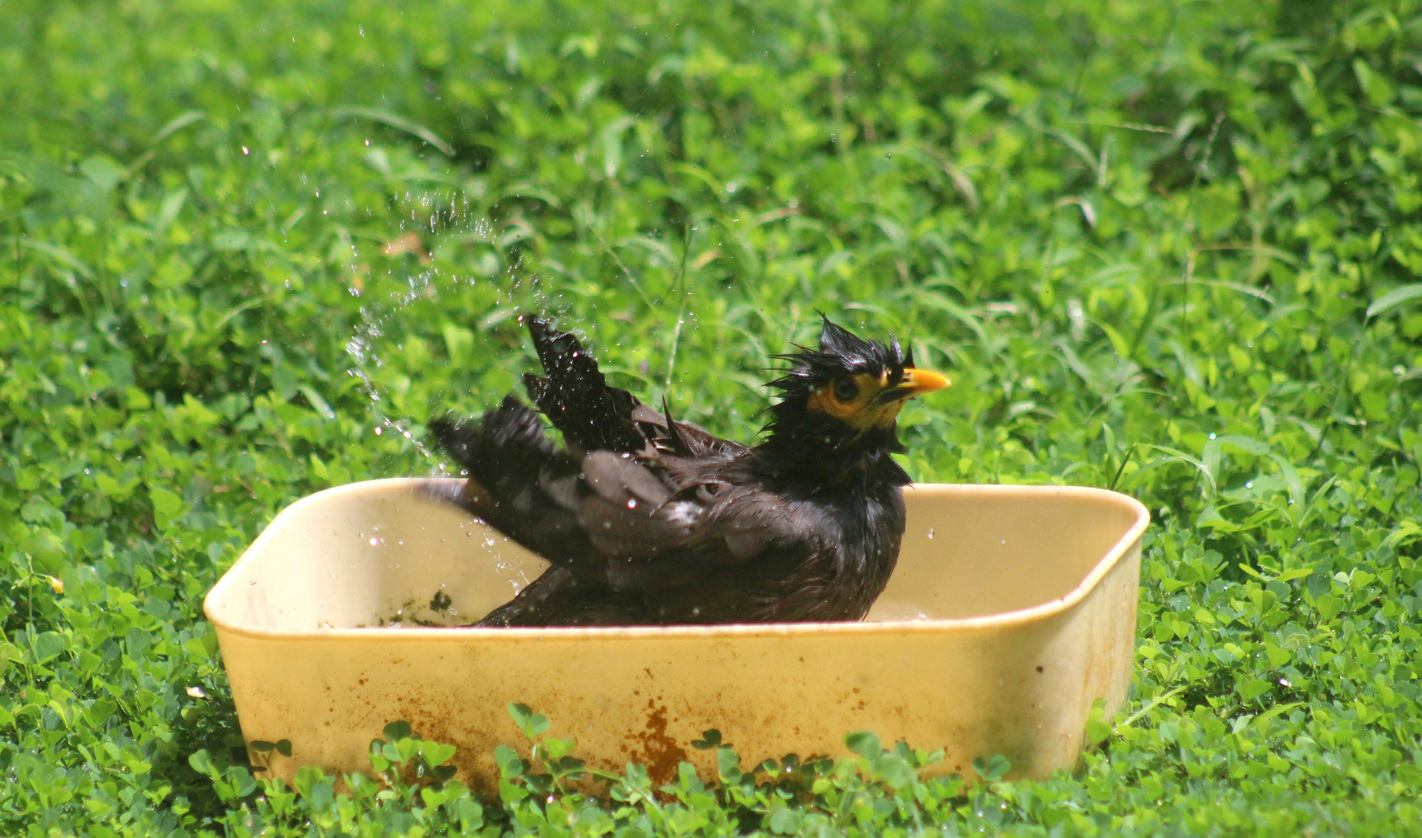 Bird Bathing Tips at Home Complete Care Guide