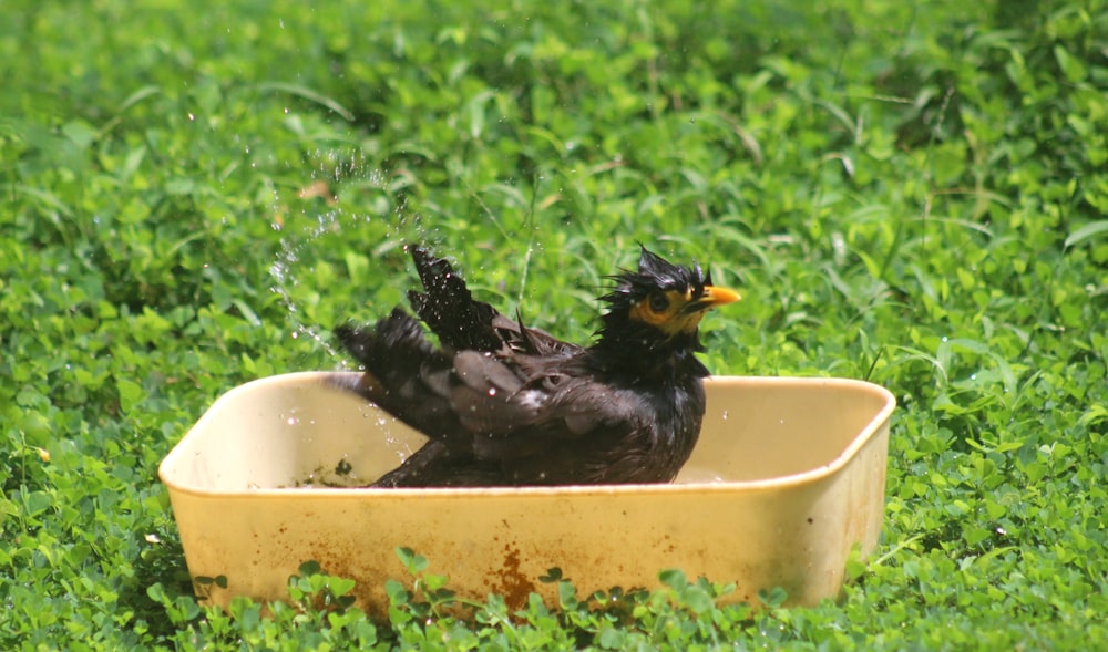 a couple of birds that are in a bowl