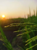 Golden rice fields glowing under a warm sunset sky.
