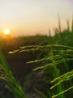 Scenic shot of rice fields near Kolkata under a golden sunset.