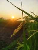 Golden sunlight streaming through rice drying fields near the production facility.