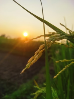 Golden sunlight streaming through rice drying fields near the production facility.