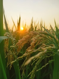 Cinematic shot of golden Myanmar rice fields under a warm sunset.