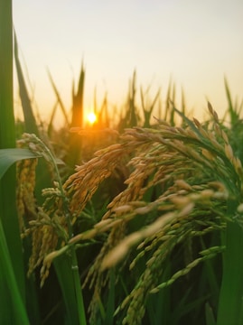 Nigerian farmers carefully harvesting sesame seeds in a golden sunrise-lit field.