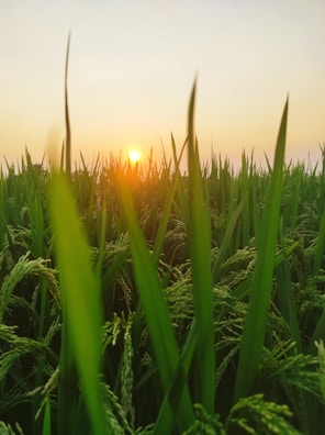Sunset casting warm hues over rows of tall sugarcane plants.