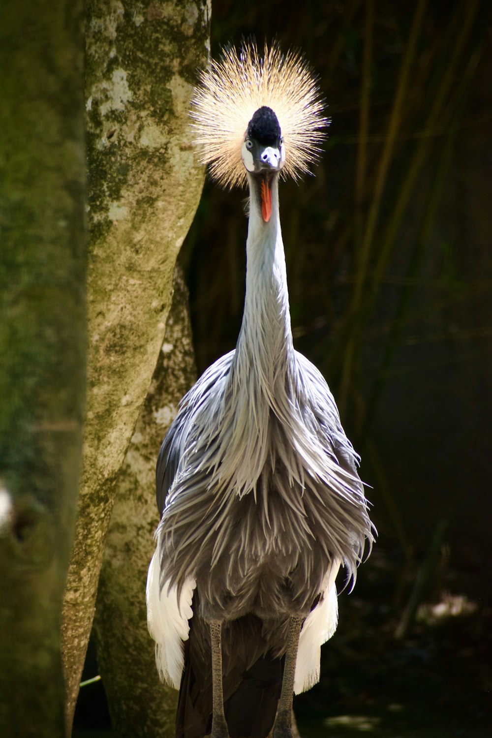 a large bird standing next to a tree