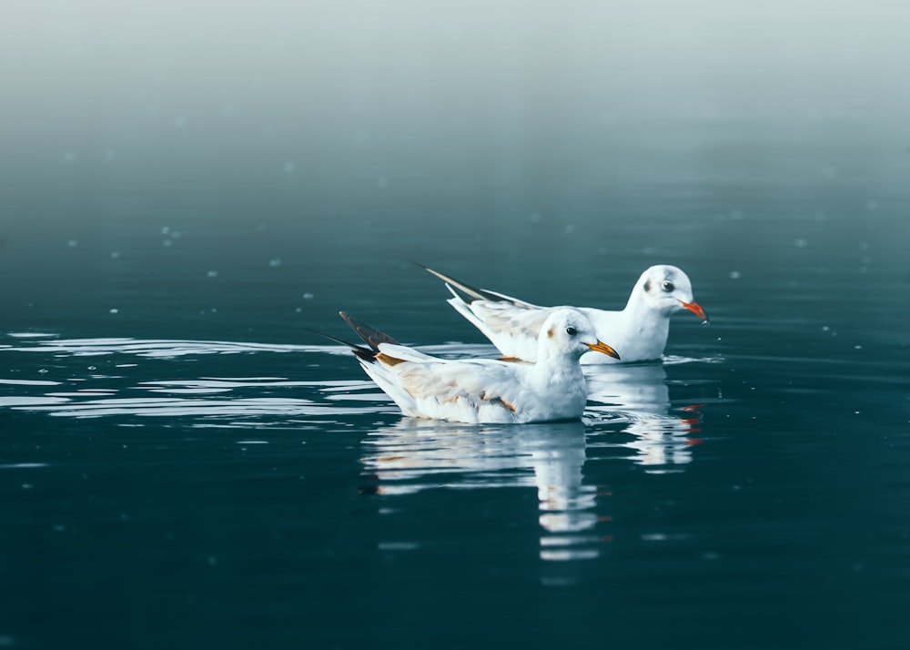 a couple of white birds floating on top of a body of water