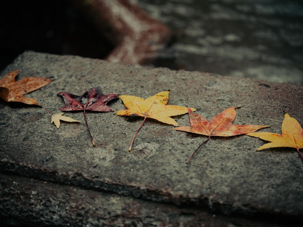 a group of leaves laying on top of a cement block