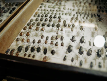 A beautifully pinned collection of colorful beetles arranged in a wooden display case.