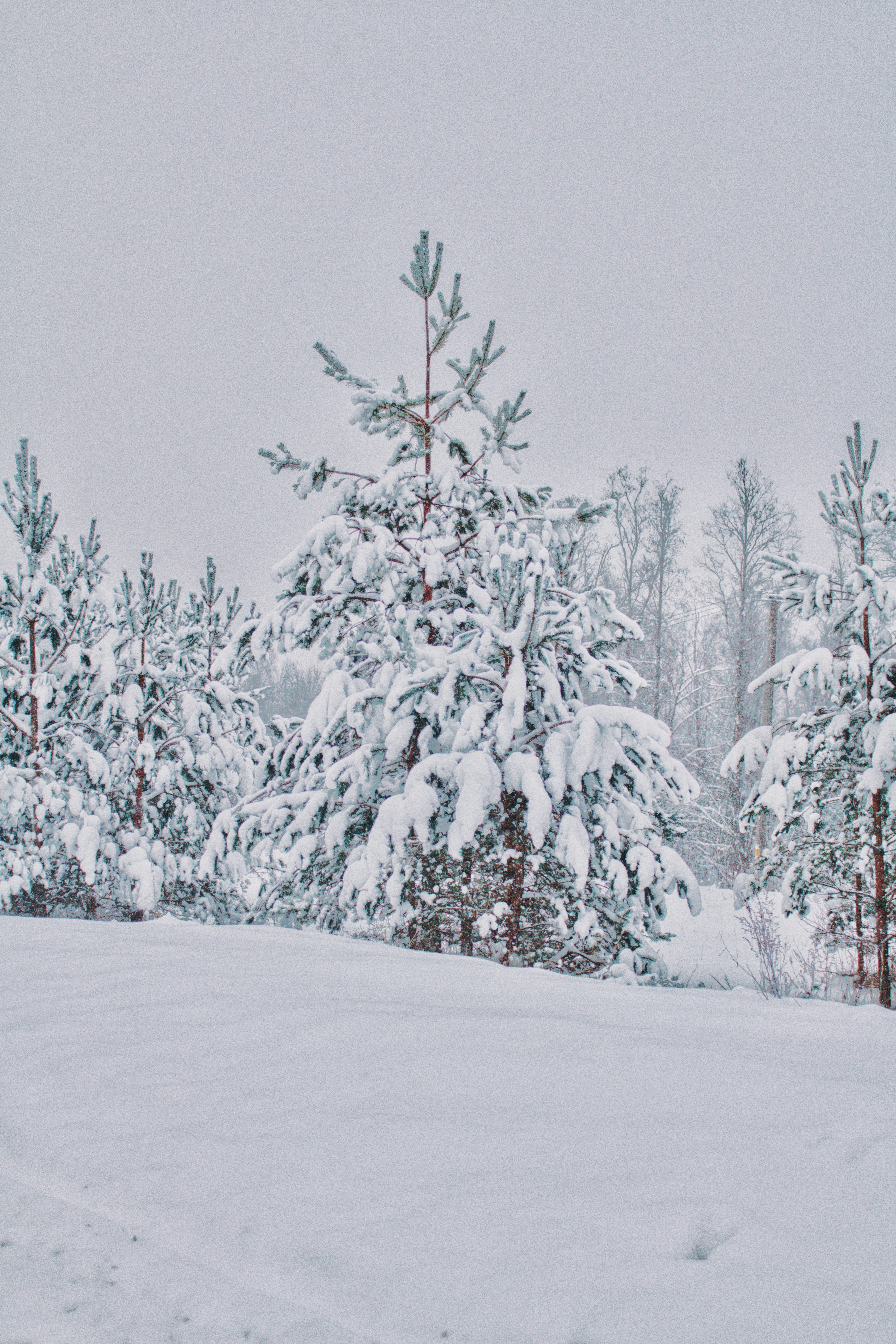 Photo by maximyuryshev