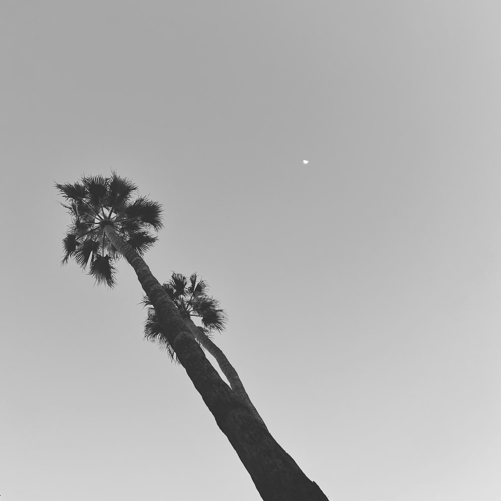 a black and white photo of a palm tree