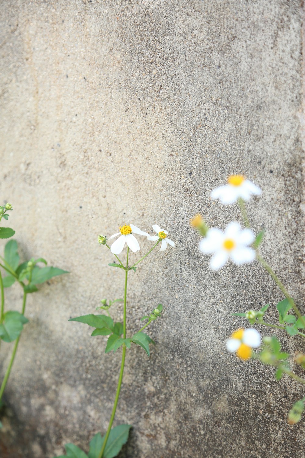 Eine Gruppe von Gänseblümchen, die aus einem Riss in einer Wand wachsen