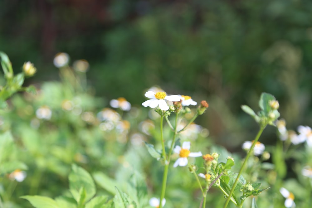 a bunch of flowers that are in the grass